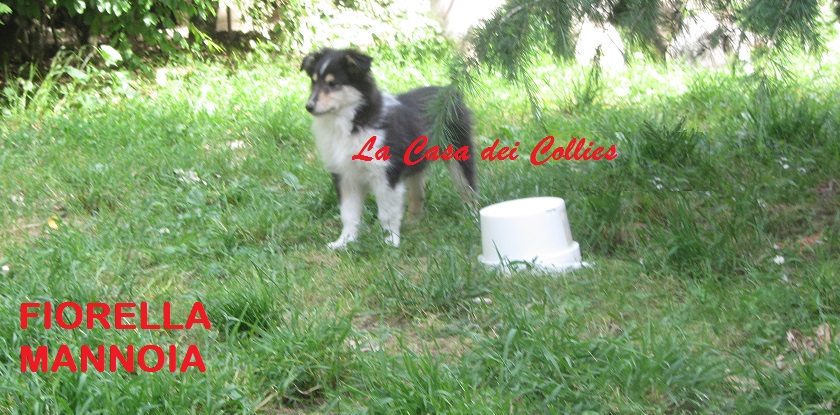 COLLIES FIORELLA